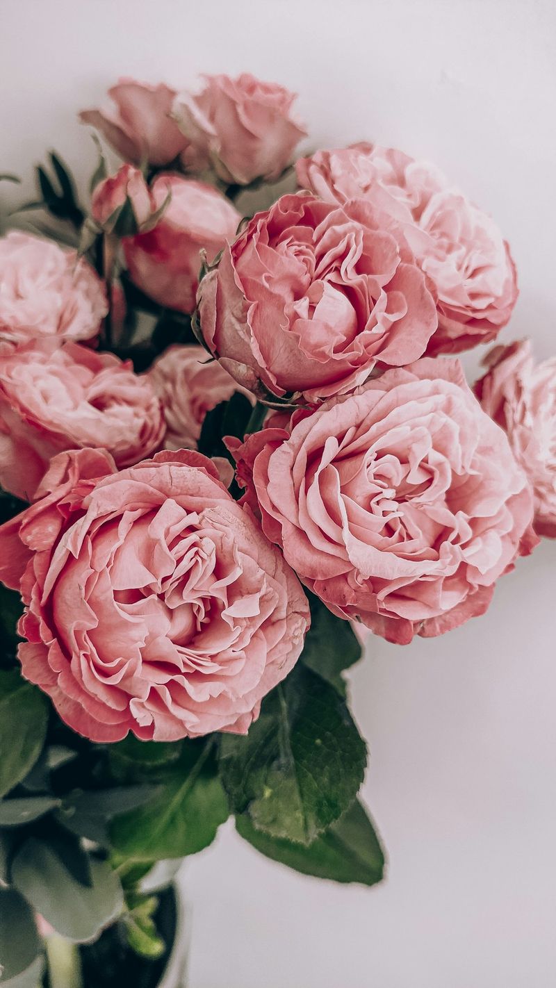 Lisianthus